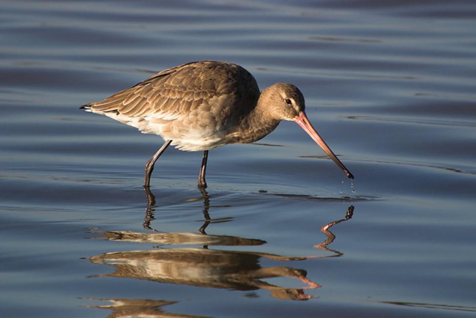 Aguja colinegra en Doñana